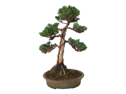 Borievka čínska - Juniperus sargentii  SK 3344-65