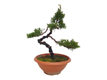 Bonsai Borievka - Juniperus sargentii  SK 3344-65
