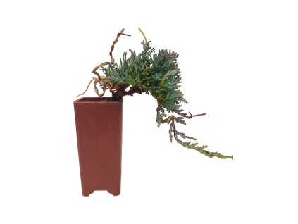 Juniperus horizont.Icee Blue - Borievka rozprestretá  SK 3344-95