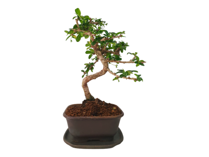 Carmona microphylla -   Čaj fuki  SK 3344-2