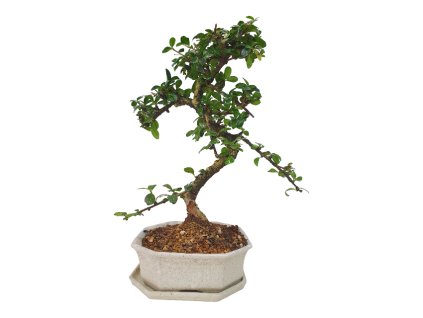 Carmona microphilla - Čaj fuki  SK 3344-2