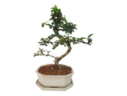 Carmona microphylla - Čaj fuki  SK 3344-2