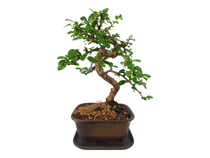 Carmona microphylla - Čaj fuki  SK 3344-2