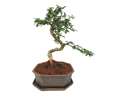 Carmona microphylla - Čaj fuki  SK 3344-2