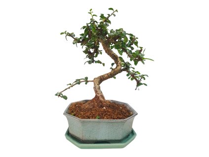 Carmona microphylla - Čaj fuki  SK 3344-2