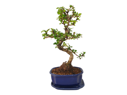 Carmona microphylla - Čaj fuki  SK 3344-2