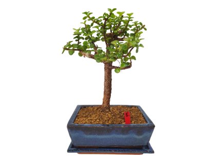 Portulacaria Afra  SK - 3344-20