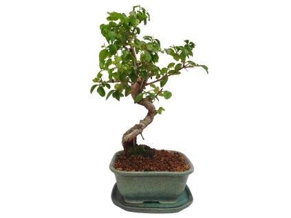 Čínsky vtáči zob - Ligustrum chinensis  SK 3344-9