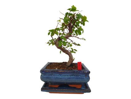 Brest drobnolistý - Ulmus parviflora  SK 3344-3