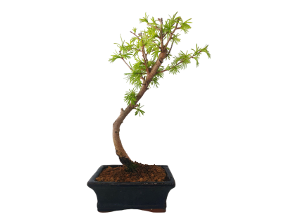 Pasmrekovec - Pseudolarix  SK 3344-61