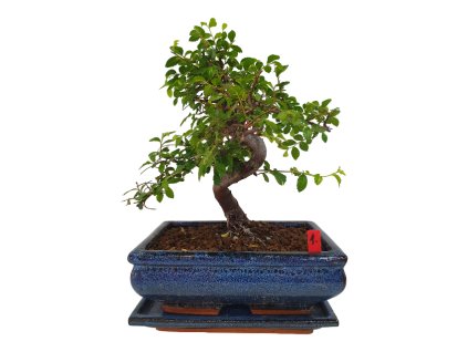 Brest drobnolistý - Ulmus parviflora  SK 3344-3