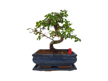 Brest drobnolistý - Ulmus parviflora  SK 3344-3