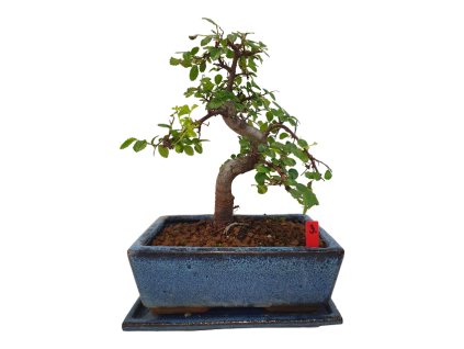 Brest drobnolistý - Ulmus parviflora  SK 3344-3