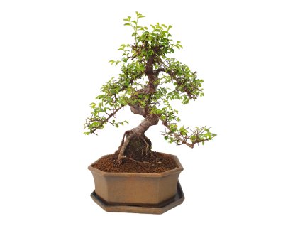 Brest drobnolistý - Ulmus parviflora  SK 3344-3