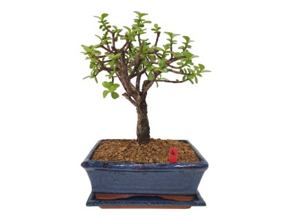 Portulacaria Afra  SK 3344-20