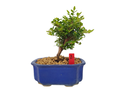Lonicera nitida maigrun - Zemolez  SK 3344-96