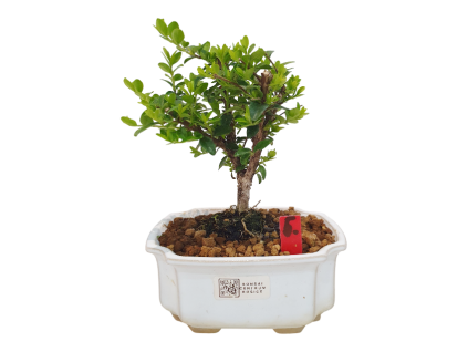 Lonicera nitida maigrun - Zemolez  SK 3344-96