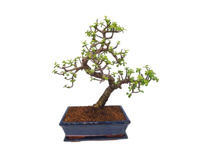 Portulakaria Afra  SK 3344-20