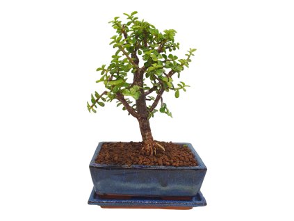 Portulacaria Afra  SK 3344-20