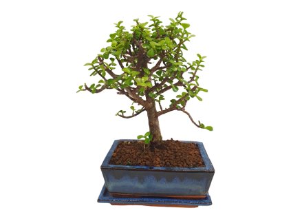 Portulacaria Afra  SK 3344-20