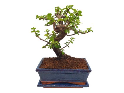 Portulacaria Afra  SK 3344-20