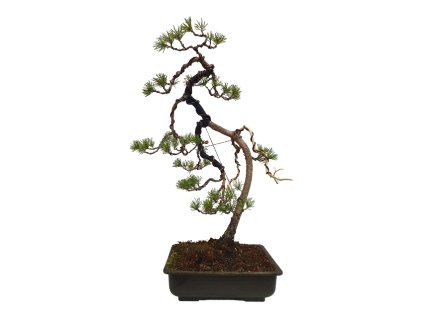 Borovica lesná - Pinus sylvestris  SK 3344-70