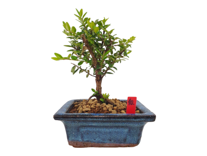 Lonicera nitida maigrun - Zemolez  SK 3344-96