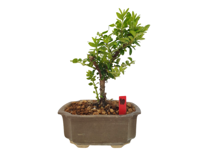 Lonicera nitida maigrun - Zemolez  SK 3344-96