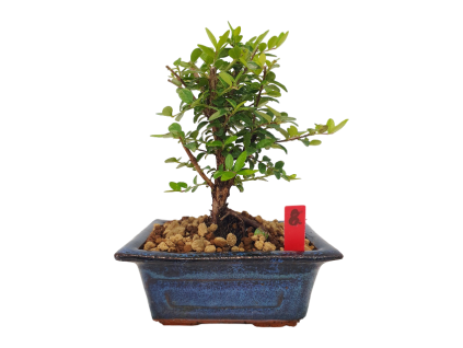 Lonicera nitida maigrun - Zemolez  SK 3344-96