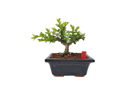 Lonicera nitida maigrun - Zemolez  SK 3344-96