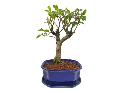 Malpighia coccigera- Barbdorská čerešňa  SK 3344-26