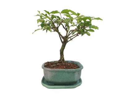 Malpighia coccigera- Barbadoská čerešňa  SK 3344-26