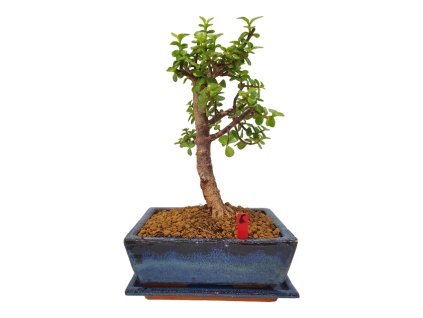 Polturacaria afra  SK 3344-20