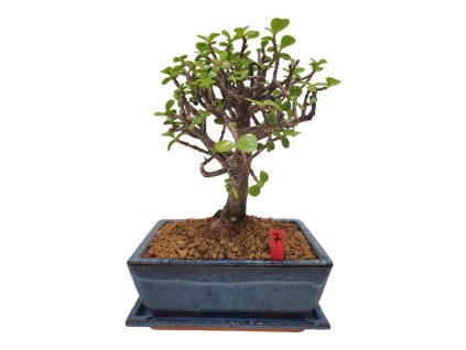 Polturacaria afra  SK 3344-20