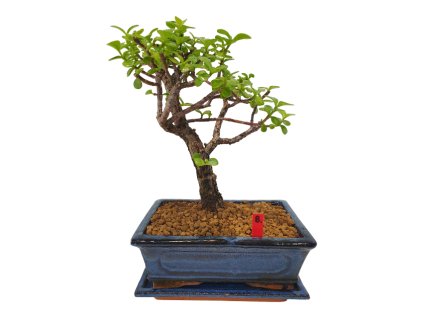 Polturacaria afra  SK 3344-20