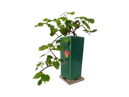 Abutilon Big Bell - Cloudberry  SK 3344-00