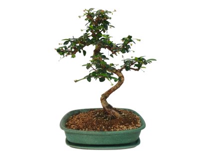 Carmona microphylla – Čaj fuki  SK 3344-2