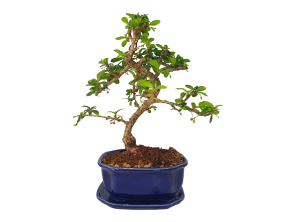 Carmona microphylla - Čaj fuki  SK 3344-2