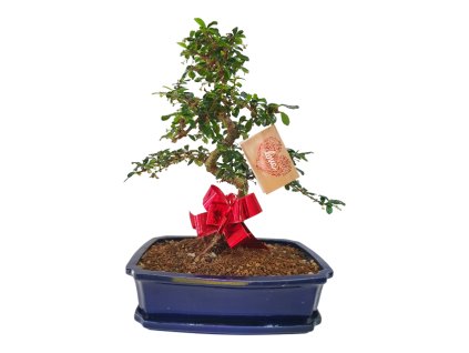 Carmona microphylla - Čaj fuki  SK 3344-2