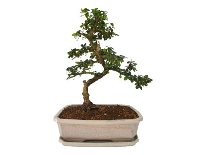 Carmona microphylla - Čaj fuki  SK 3344-2