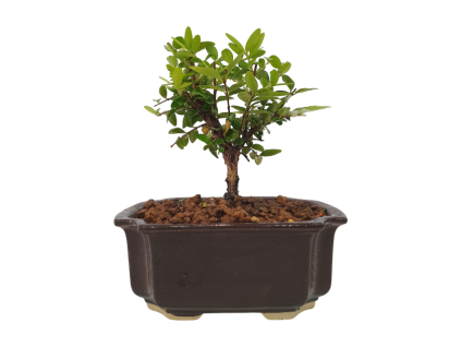 Lonicera nitida maigrun - Zemolez  SK 3344-96