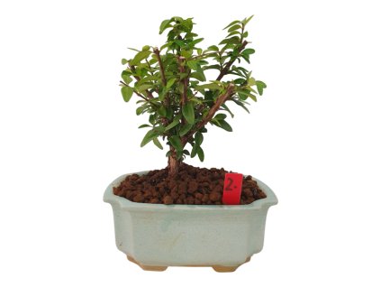 Lonicera nitida maigrun - Zemolez  SK 3344-96