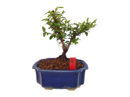 Lonicera nitida maigrun - Zemolez  SK 3344-96