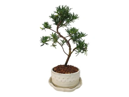 Podocarpus - Kamenný tis  SK 3344-7