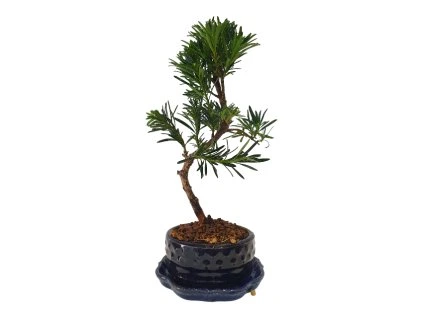Podocarpus -Kamenný tis  SK 3344-7