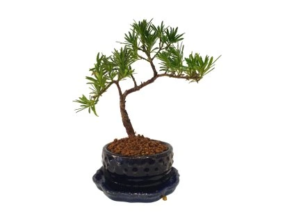 Podocarpus -Kamenný tis  SK 3344-7