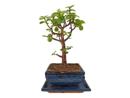 Portulacaria Afra  SK 3344-20