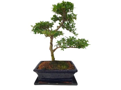 Cezmína - Ilex crenata  SK 3344-14