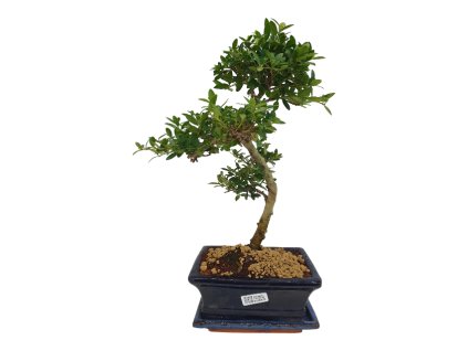 Cezmína - Ilex crenata  SK 3344-14