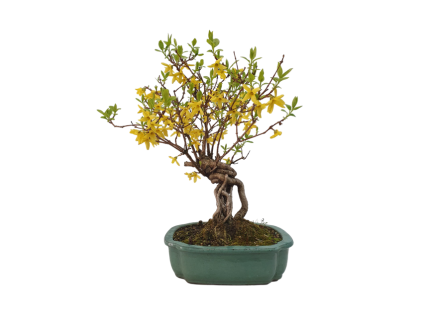 Zlatý dážď - Forsythia  SK 3344-75
